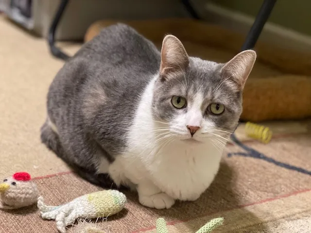 Fig Newton thumbnail 5