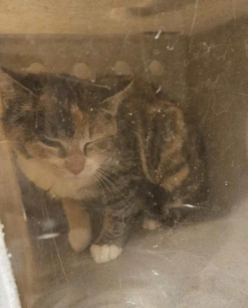 A young medium-sized female Domestic Short Hair cat named Working Cat: Fern for adoption in Bloomington, IN