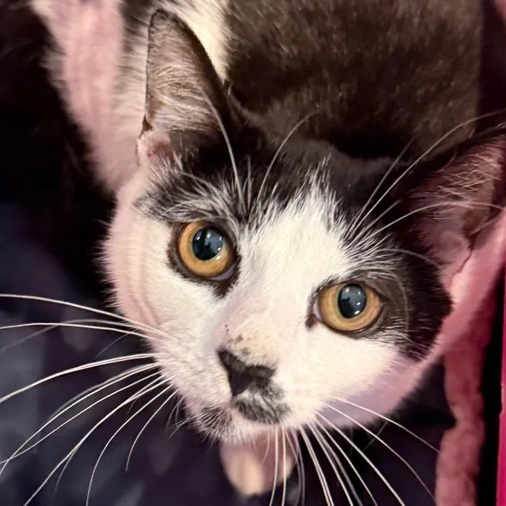 A baby small-sized female Domestic Short Hair cat named Fiona for adoption in Allentown, PA