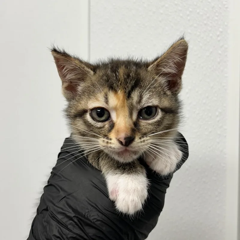 A baby small-sized female Torbie Domestic Short Hair cat named Astra for adoption in Abilene, TX