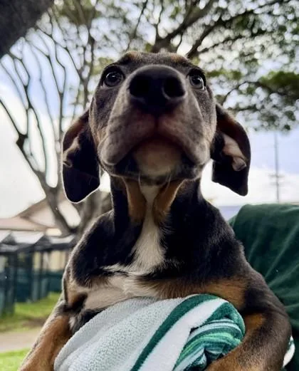 A baby small-sized male Pit Bull Terrier dog named Louis for adoption in Honolulu, HI