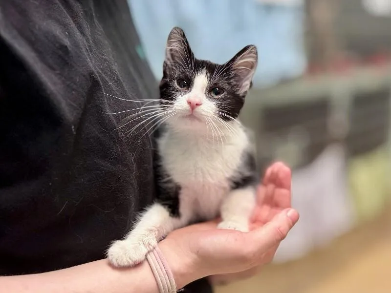 A young medium-sized male Black Domestic Short Hair cat named Remus for adoption in Wooster, OH