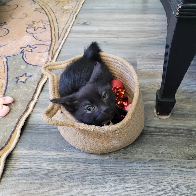 A baby small-sized male Black Domestic Short Hair cat named Reamer for adoption in Maple Shade, NJ