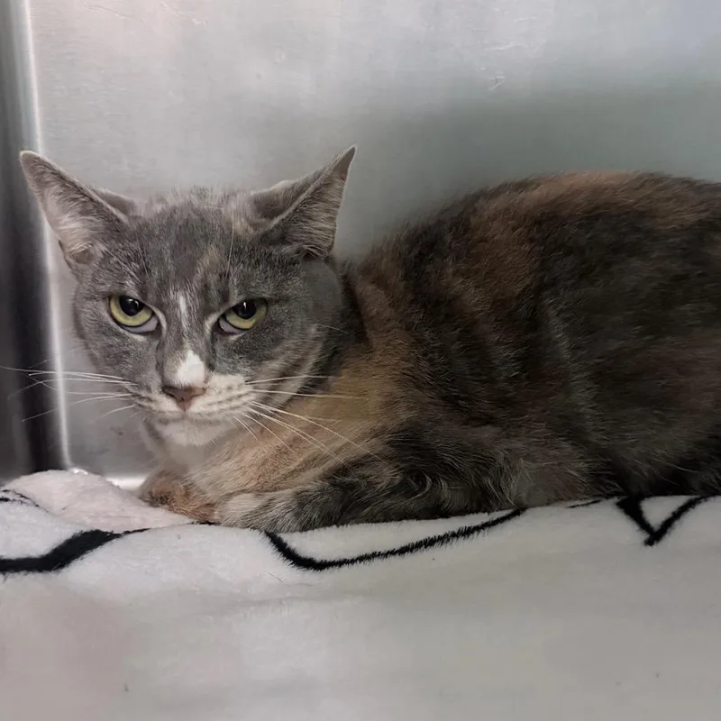 An adult medium-sized female Calico Domestic Short Hair cat named Kindle for adoption in Titusville, FL