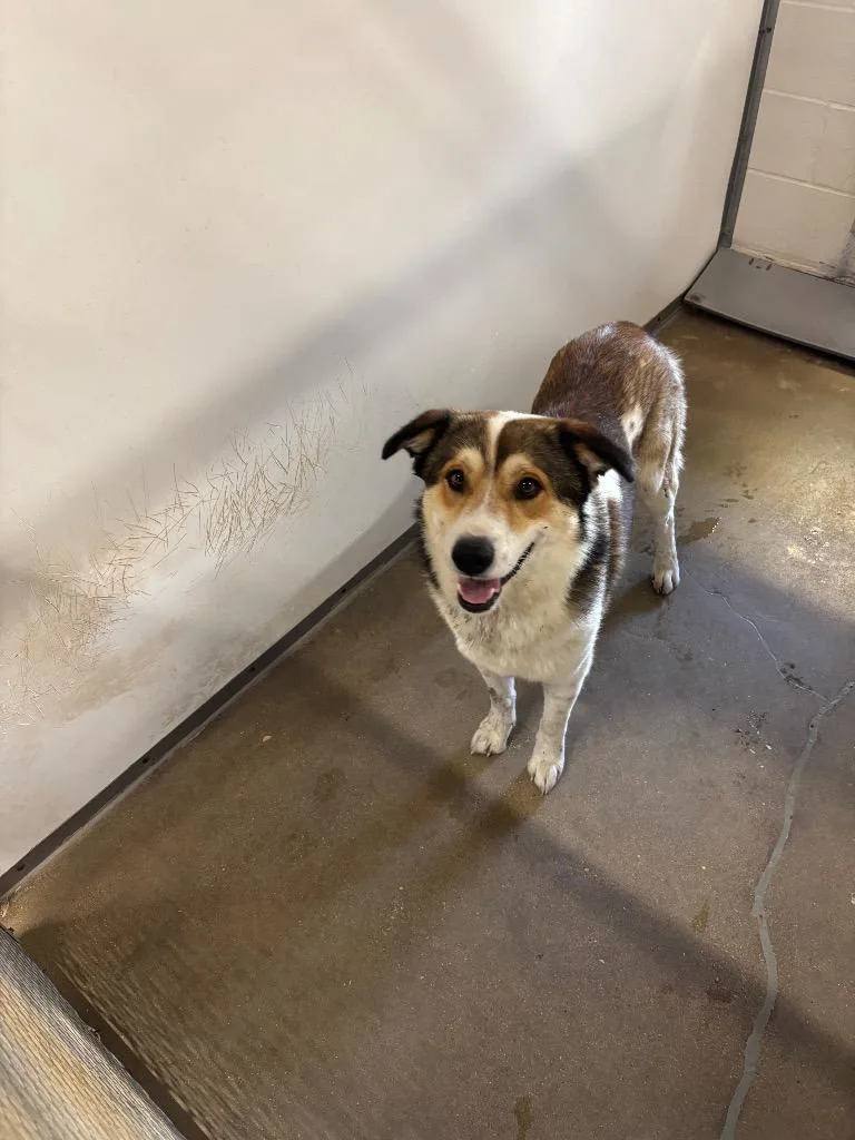 An adult medium-sized male Australian Shepherd dog named Meeks for adoption in Belton, TX