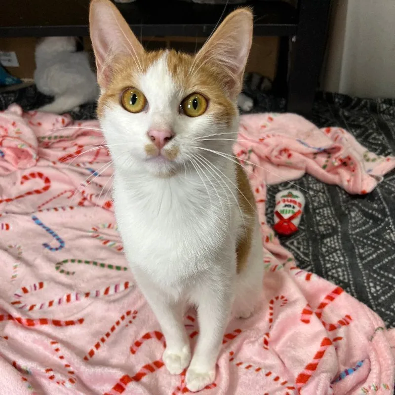 An adult small-sized female Domestic Short Hair cat named Equinox for adoption in Pembroke Pines, FL