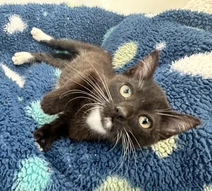 A baby small-sized male Domestic Short Hair cat named Baker for adoption in Sultan, WA