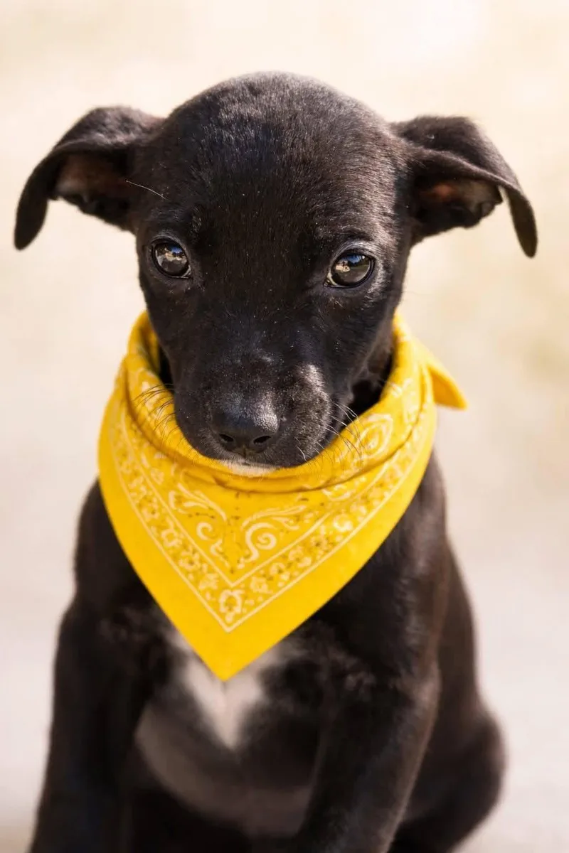 A baby small-sized female Black Labrador Retriever dog named Buttercup for adoption in Copper Hill, VA