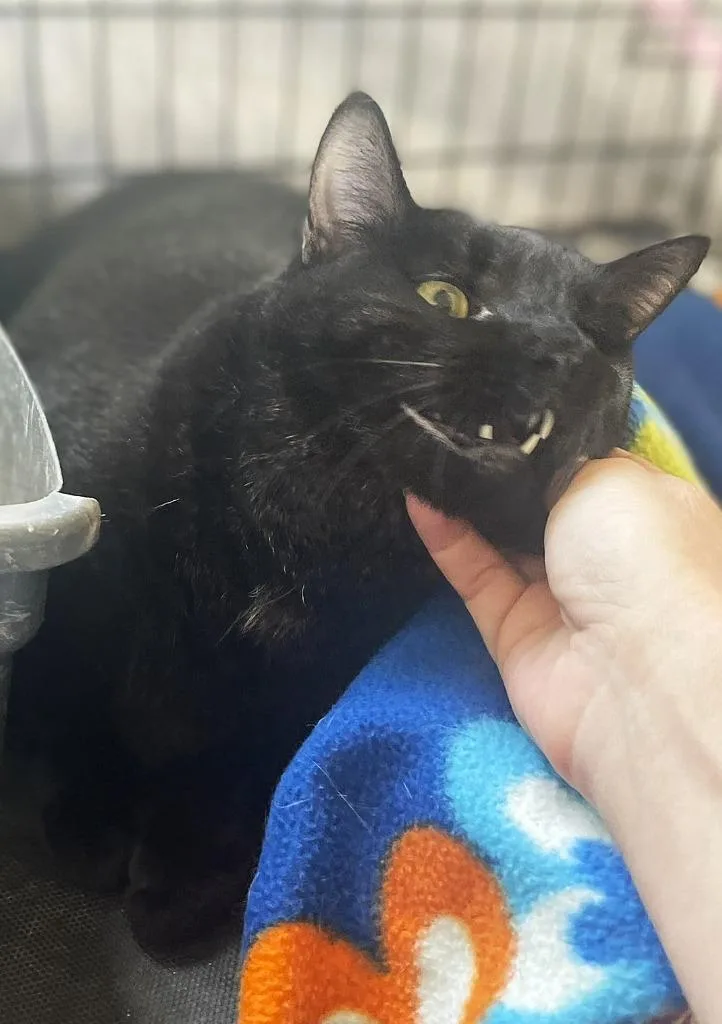 An adult medium-sized female Domestic Short Hair cat named Friday for adoption in Ogden, UT