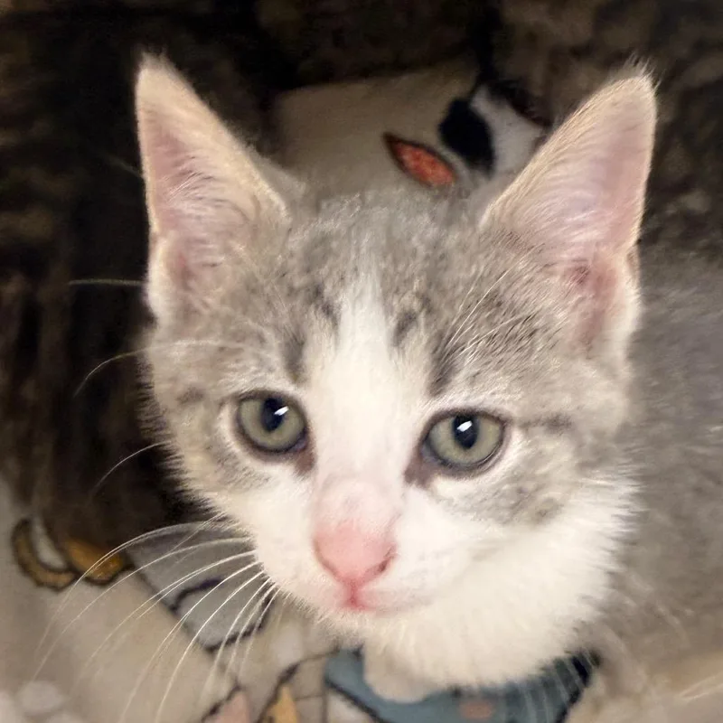 A baby small-sized female Gray / Blue / Silver Domestic Short Hair cat named Tova for adoption in Evansville, IN
