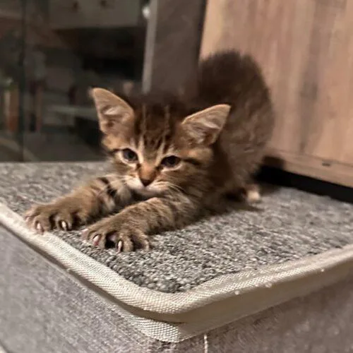 A baby small-sized female Tabby (Brown / Chocolate) Domestic Short Hair cat named Shira for adoption in Canal Winchester, OH