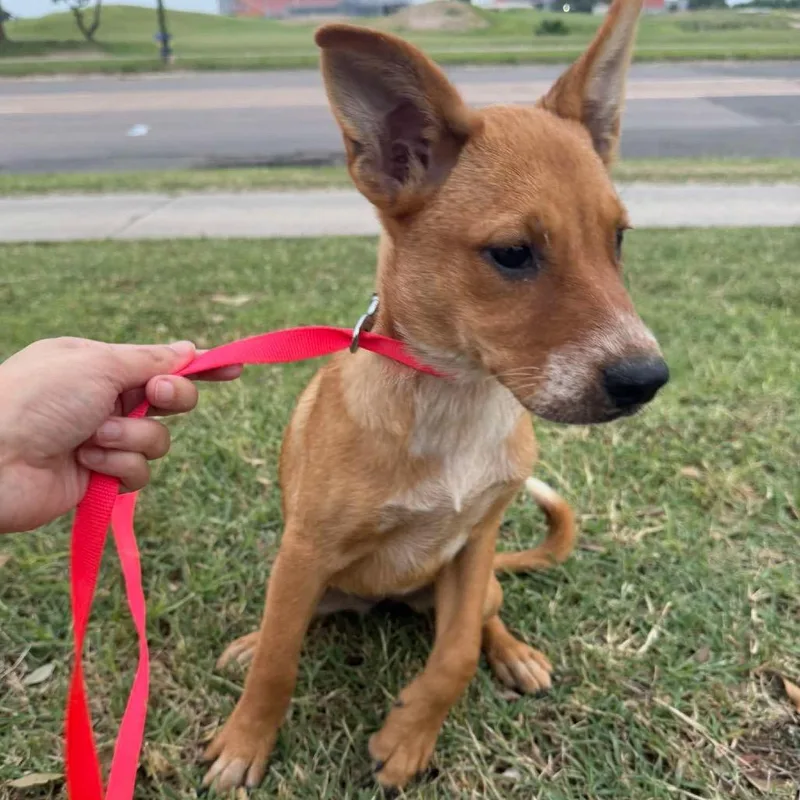 A baby medium-sized female Red / Chestnut / Orange Australian Cattle Dog / Blue Heeler dog named Phoenix for adoption in Aledo, TX