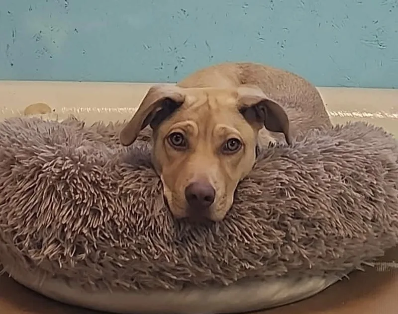 A baby large-sized female Labrador Retriever dog named Hope for adoption in Troy, AL