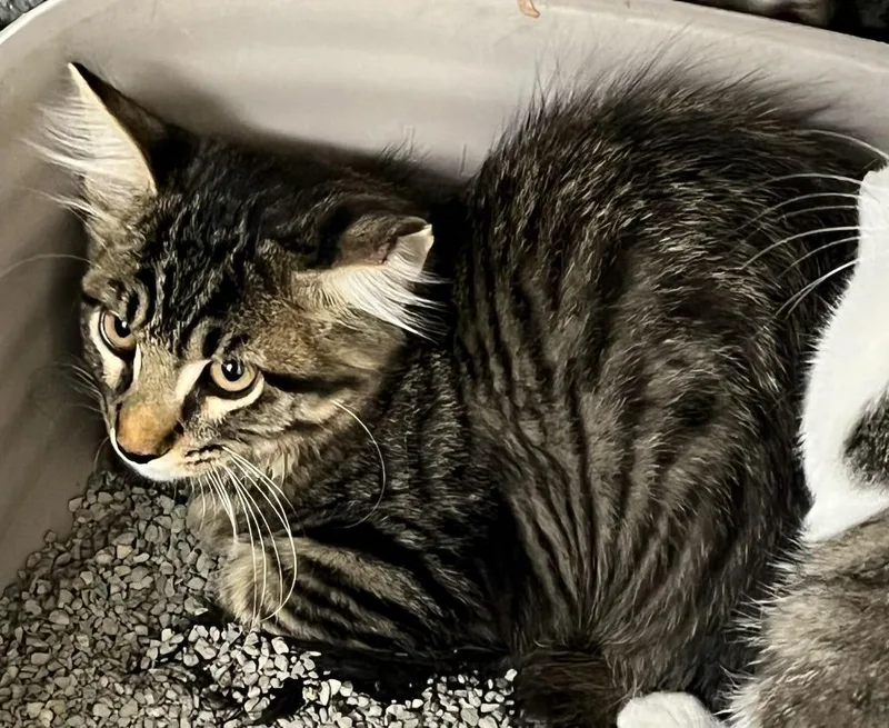 A baby small-sized male Domestic Medium Hair cat named Magnus for adoption in Richland Hills, TX