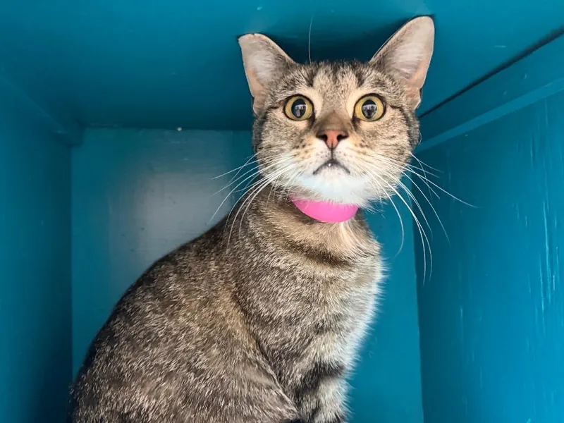 A young small-sized female Tabby cat named Maya for adoption in Powell, OH