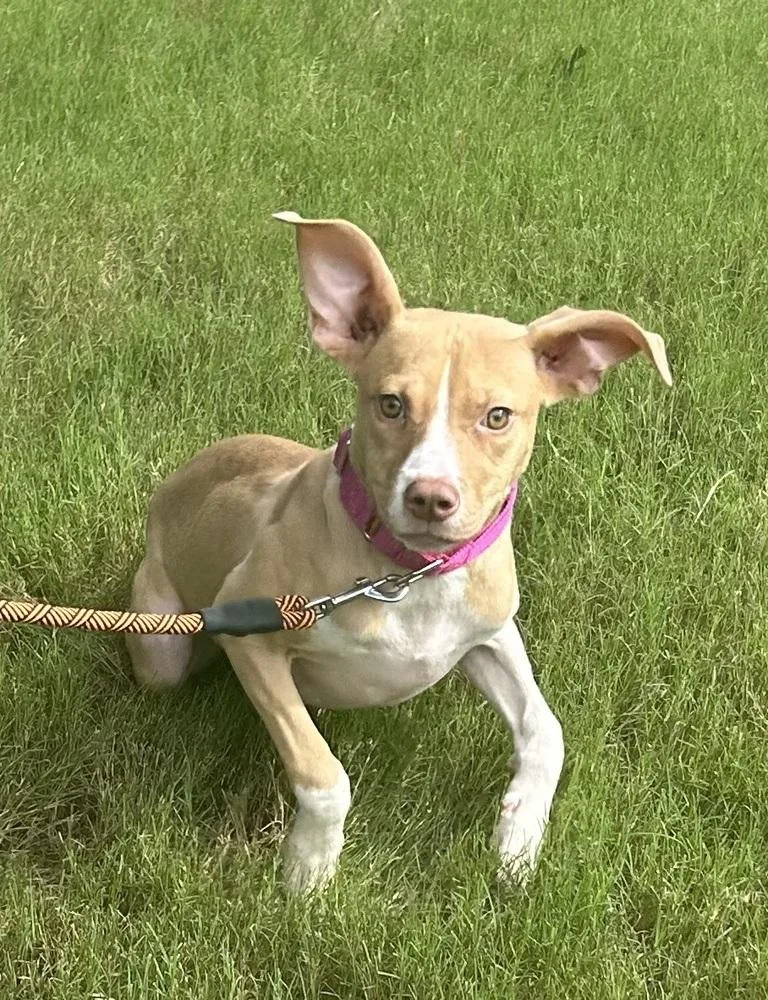 A baby small-sized female Tricolor (Brown, Black, & White) Terrier dog named Dixie for adoption in Horn Lake, MS
