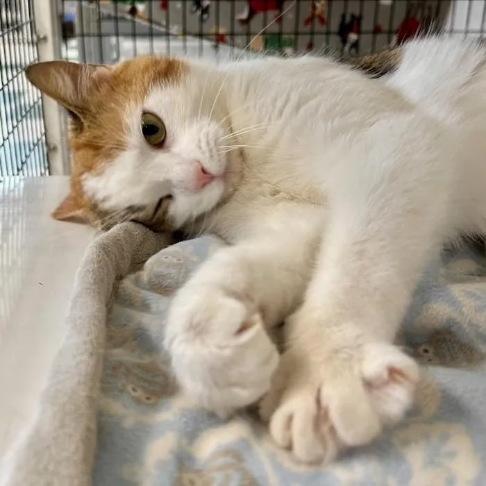 A young medium-sized female Calico Domestic Short Hair cat named Rosedale for adoption in Warwick, RI
