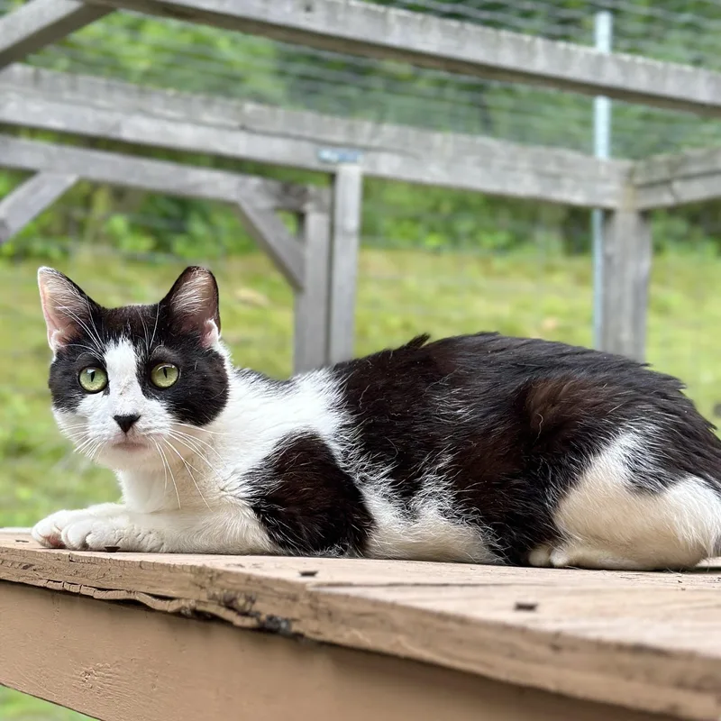 An adult medium-sized female Black & White / Tuxedo Domestic Short Hair cat named Grace for adoption in Victor, NY