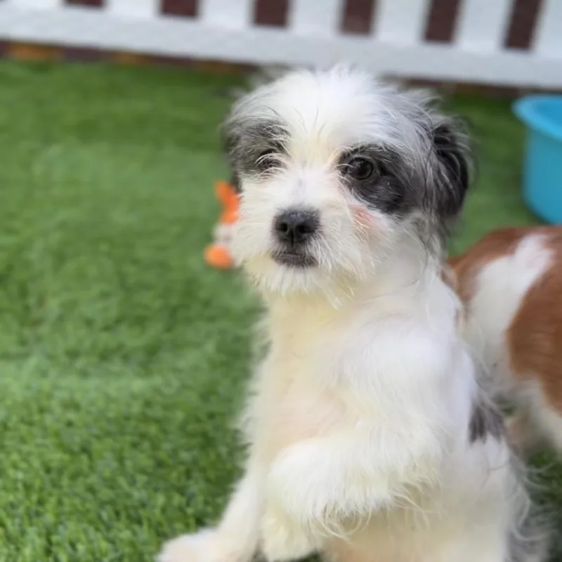 Walter A thumbnail 2