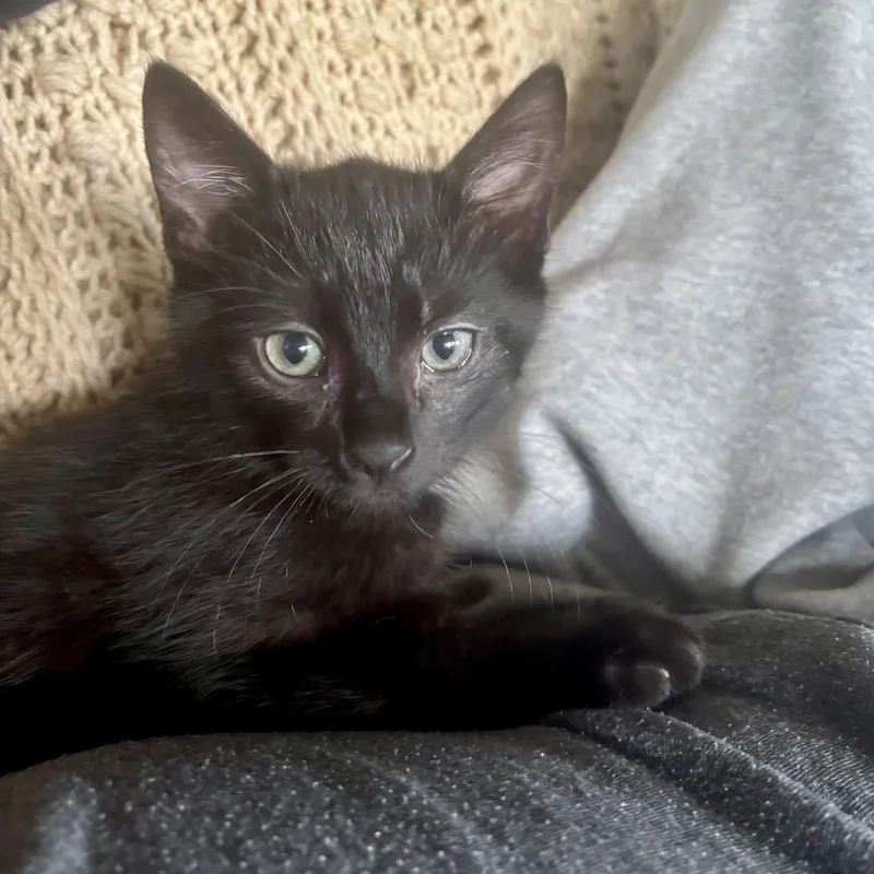 A baby medium-sized male Black Domestic Short Hair cat named Ruby Slipper for adoption in Richmond, VA