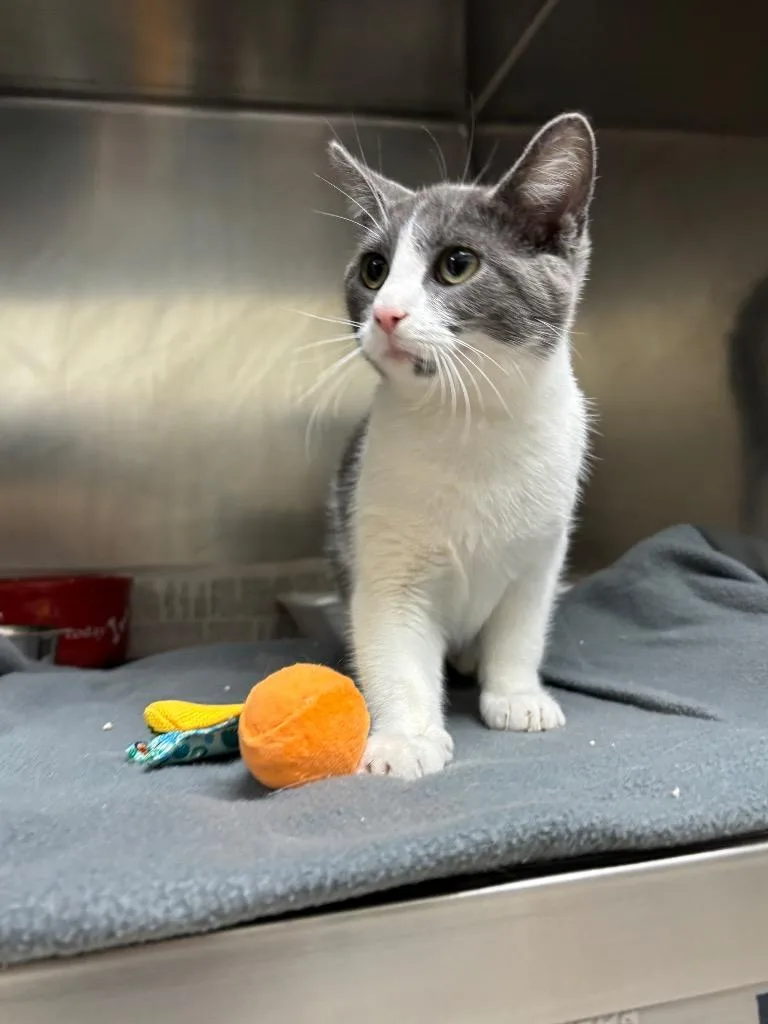 A baby medium-sized female Domestic Short Hair cat named Shamrock for adoption in Findlay, OH