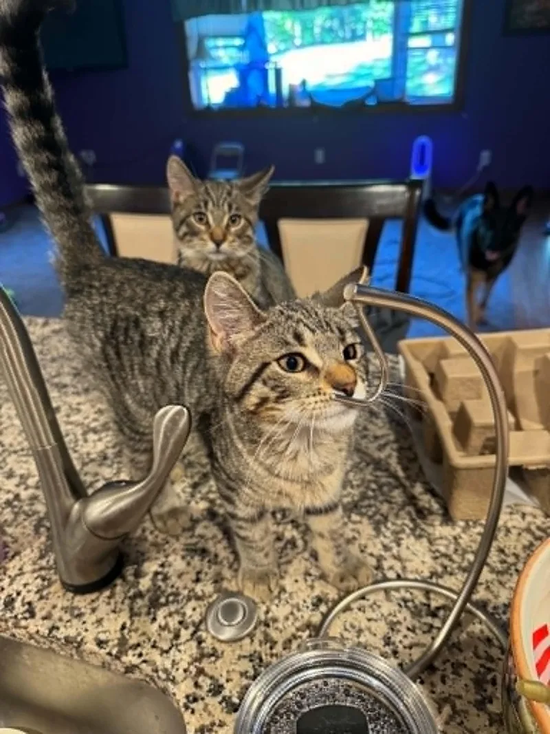 A young medium-sized male Domestic Short Hair cat named Falafel for adoption in Fulton, NY