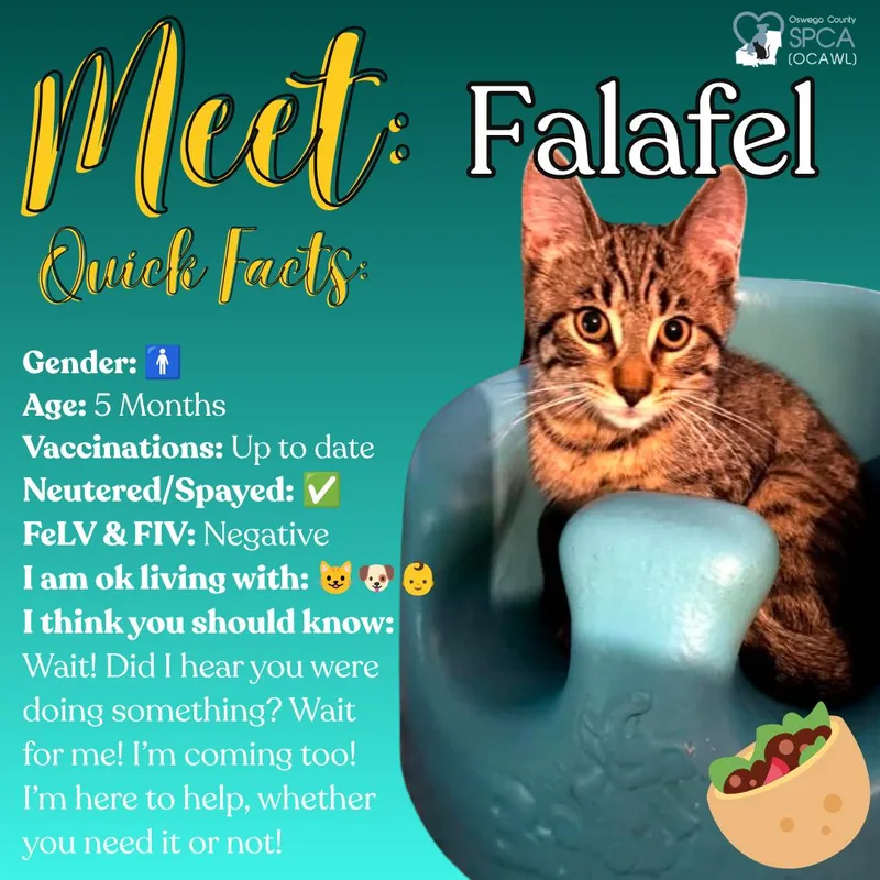Falafel thumbnail 3