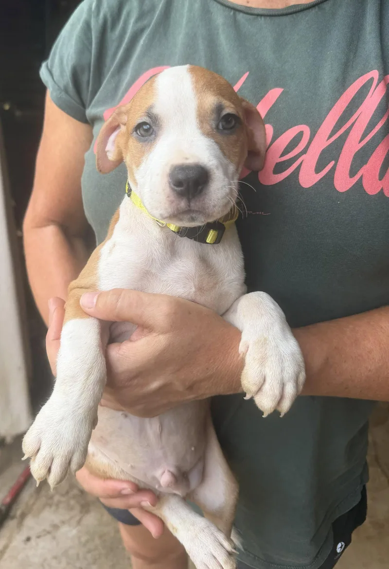 A baby medium-sized male Mixed Breed dog named Peyton for adoption in Jackson, MS