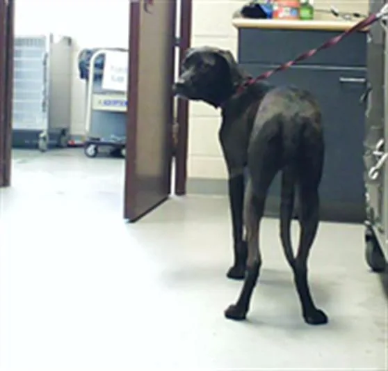 A young medium-sized male Labrador Retriever dog named Cassius for adoption in Fayetteville, NC