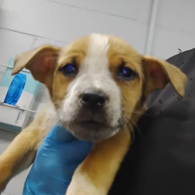 A young small-sized female Brown / Chocolate Mixed Breed dog named Latifa for adoption in Summerville, SC
