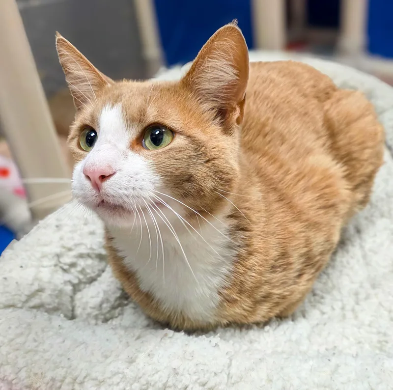 An adult medium-sized male Orange / Red Domestic Short Hair cat named Boyardee for adoption in Gainesville, TX