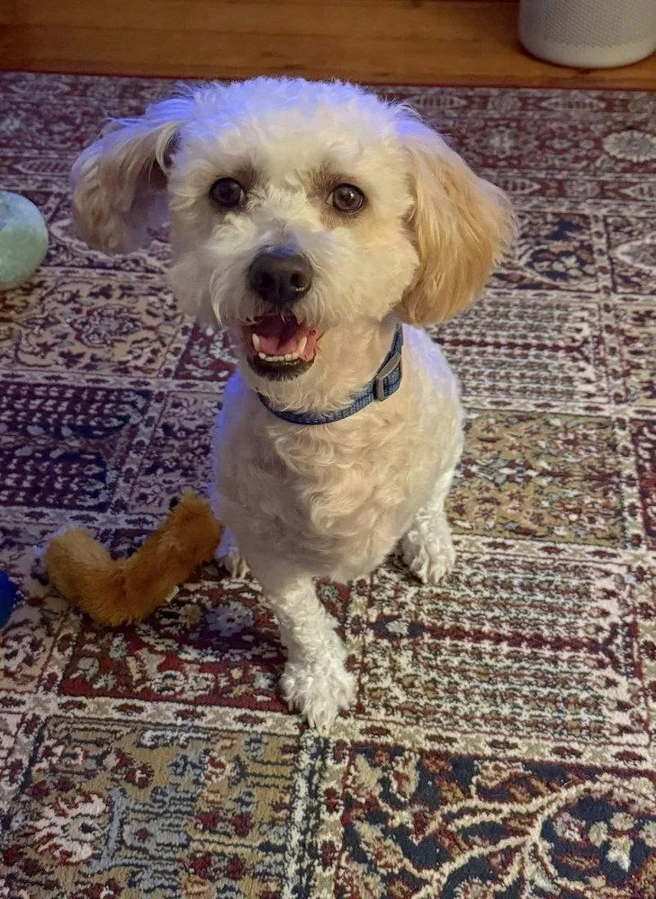 An adult small-sized male Mixed Breed dog named Cotton for adoption in New York, NY