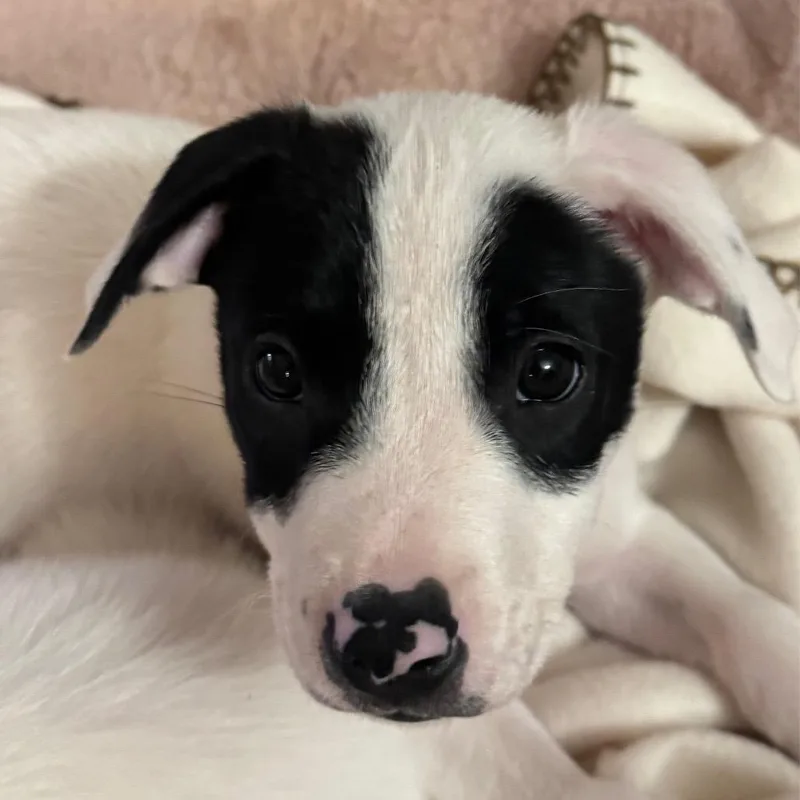 A baby medium-sized male White / Cream Border Collie dog named Barrett for adoption in Alma, WI