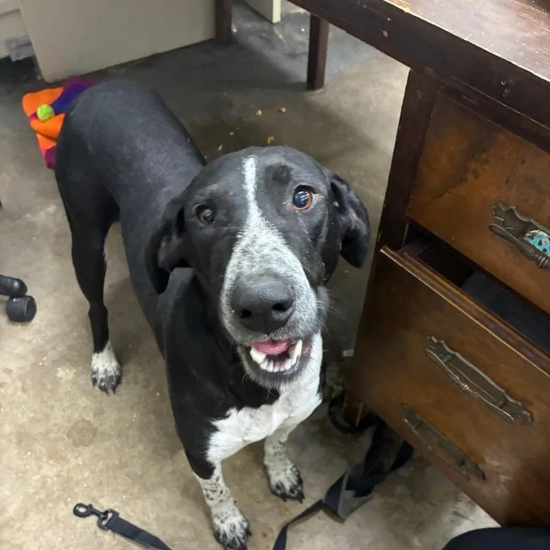 Pomegranate thumbnail 2