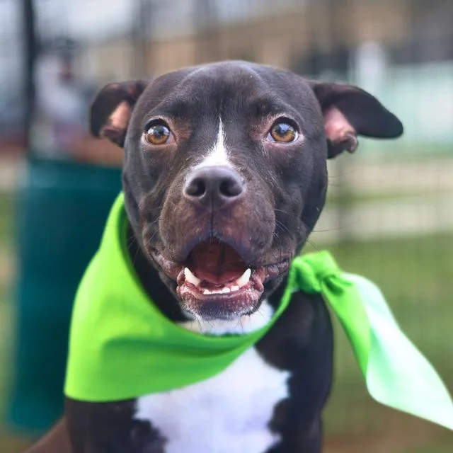 A young medium-sized female Terrier dog named Tinkerbell for adoption in San Antonio, TX