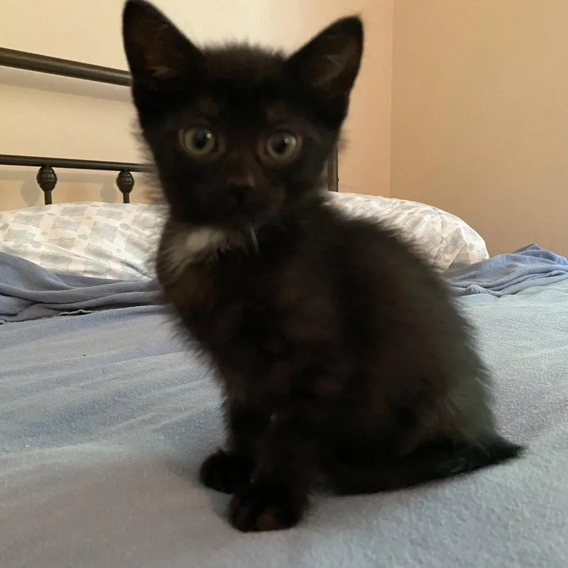 A baby medium-sized female Black Domestic Short Hair cat named Tatiana for adoption in Candler, NC