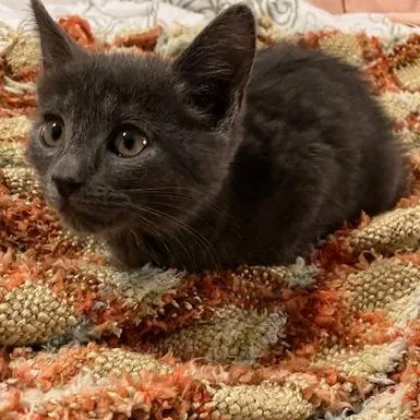 A baby small-sized male Gray / Blue / Silver Domestic Short Hair cat named Sean for adoption in Upland, CA