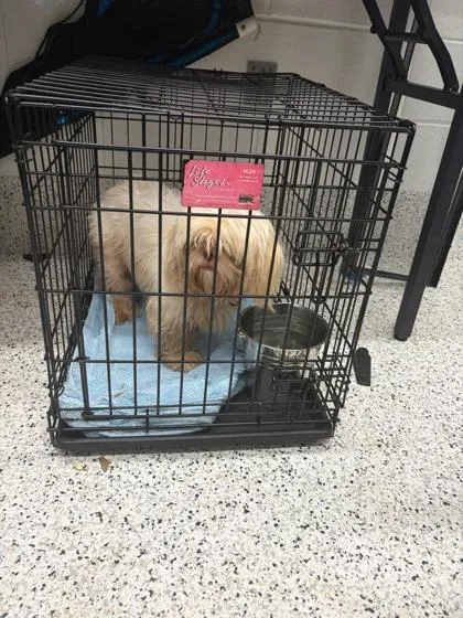 An adult small-sized male Shih Tzu dog named Dragon for adoption in Atlanta, GA