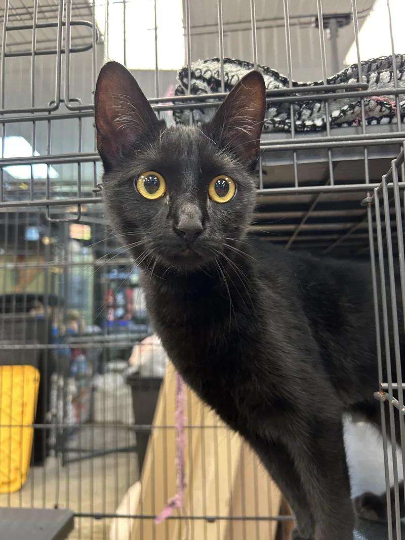 A young medium-sized female Domestic Short Hair cat named Velma for adoption in Mckinleyville, CA