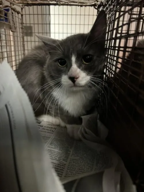 An adult medium-sized male Domestic Short Hair cat named Nimbus for adoption in Chatsworth, CA