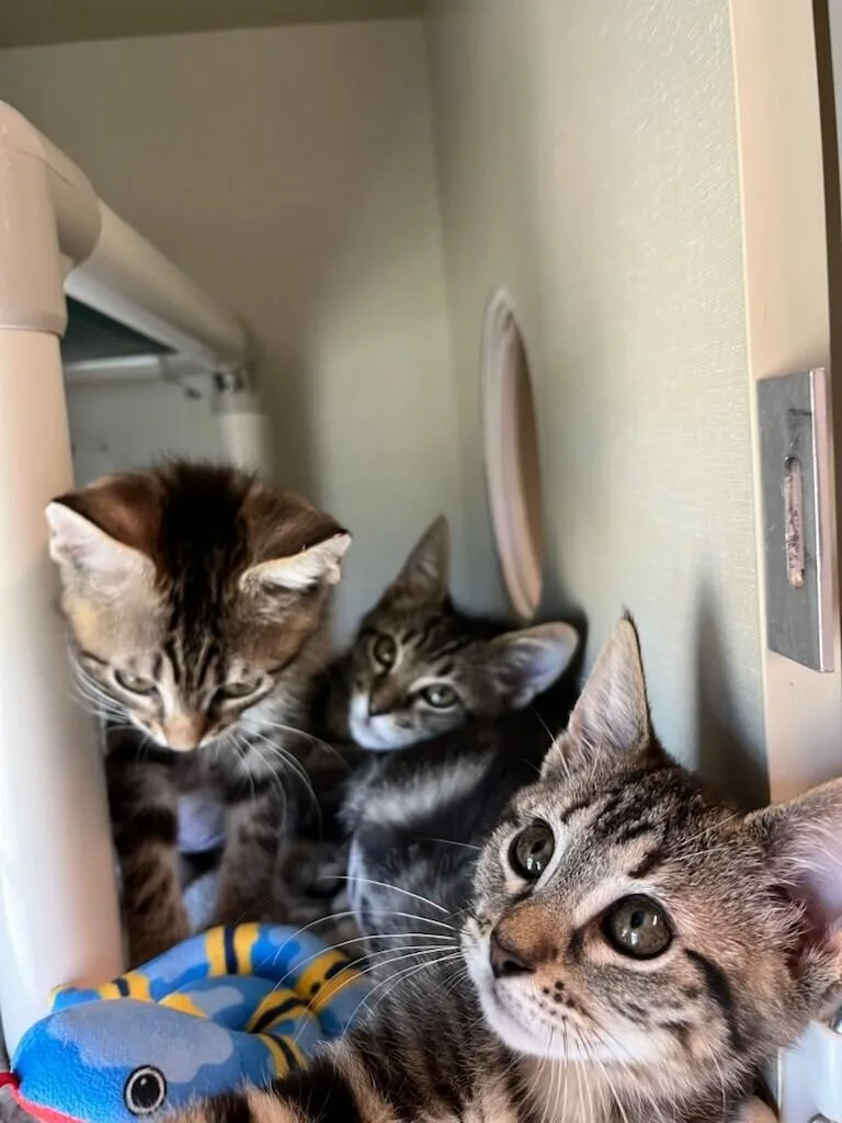 A young medium-sized female Brown / Chocolate Domestic Short Hair cat named Barrell for adoption in Fort Collins, CO