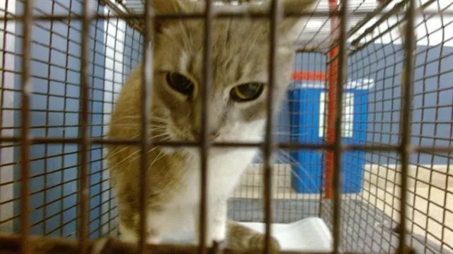 A young small-sized female Domestic Short Hair cat named Mia for adoption in Miami, FL