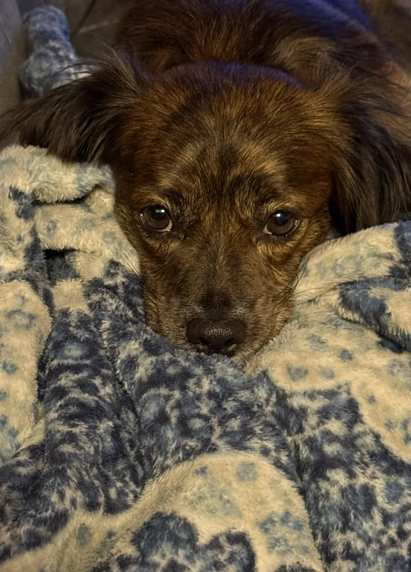 Chewy