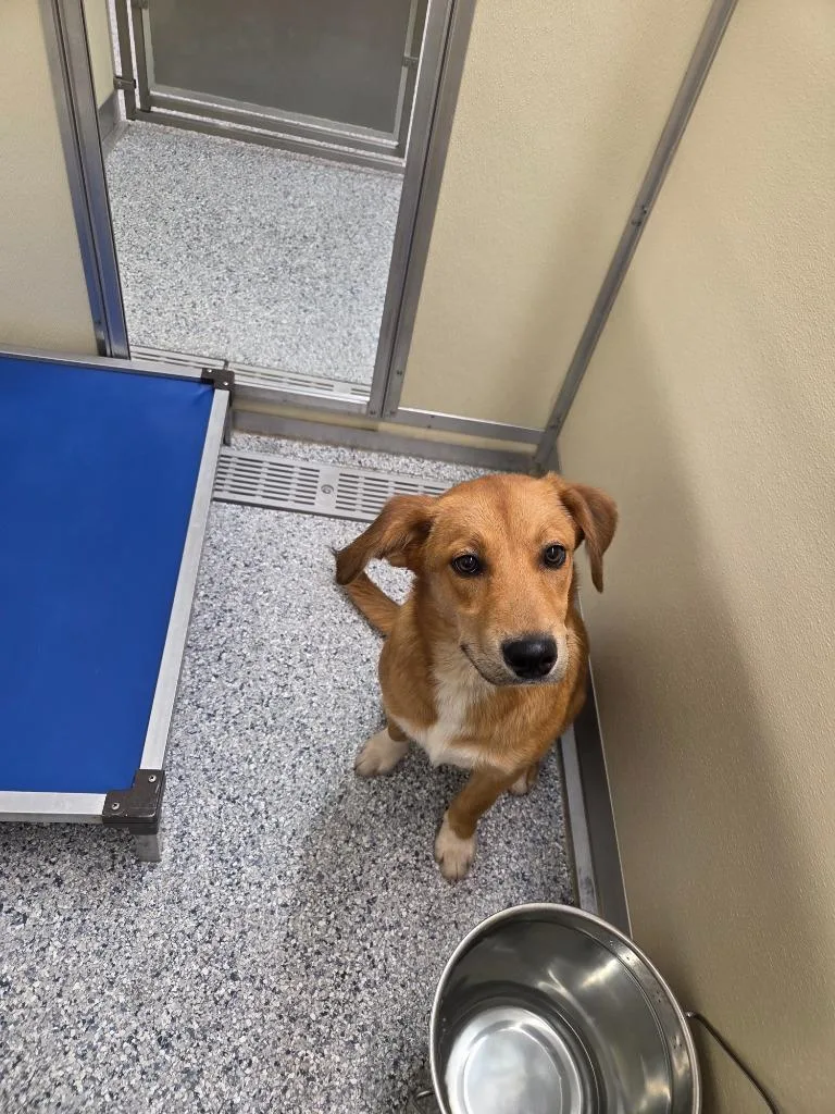 A baby medium-sized male Terrier dog named Paddington for adoption in Athens, TN