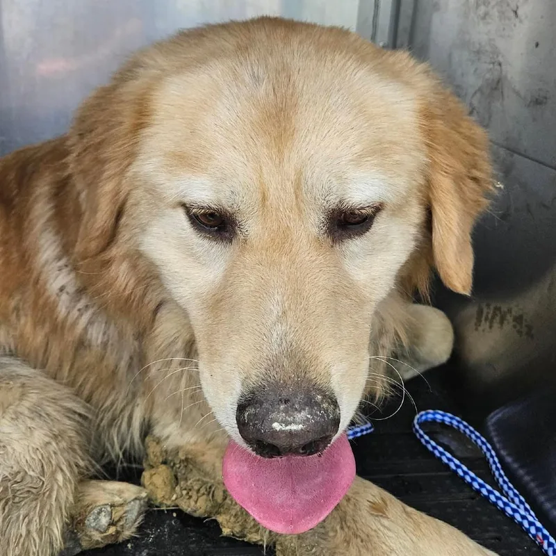An adult large-sized male White / Cream Golden Retriever dog named Magic Marker for adoption in Austin, TX