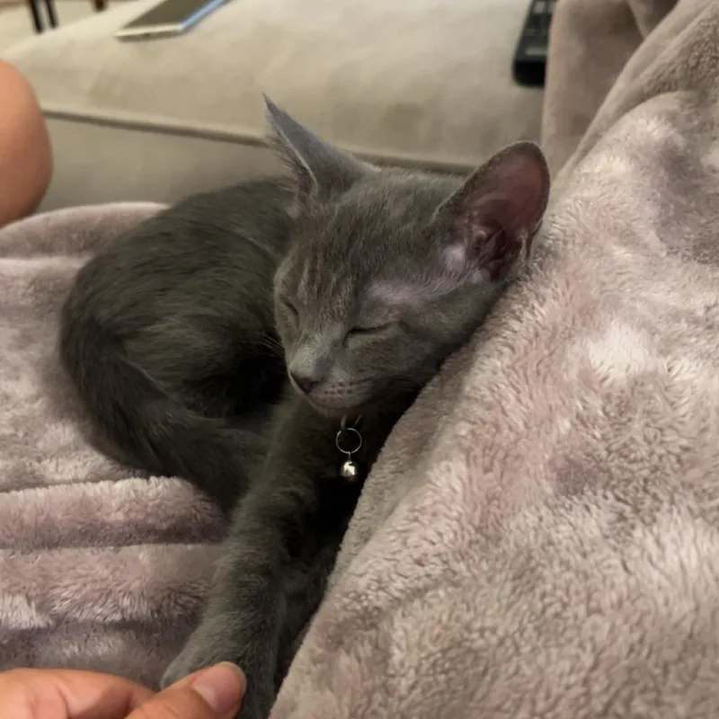 A baby small-sized male Gray / Blue / Silver Domestic Short Hair cat named Albert for adoption in Houston, TX
