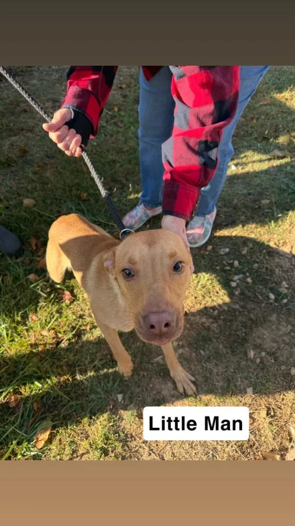 Little Man thumbnail 4