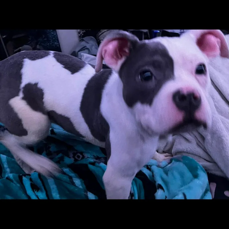 A young small-sized female White / Cream American Bulldog dog named Ella for adoption in Lynchburg, VA