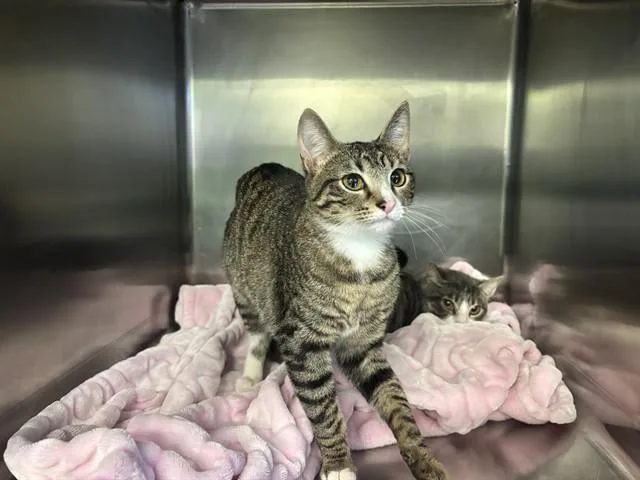 A young medium-sized female Domestic Short Hair cat named Queen for adoption in Grand Prairie, TX