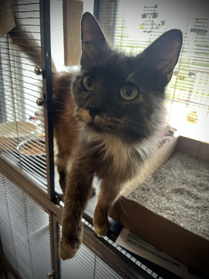 An adult medium-sized female Dilute Tortoiseshell Domestic Medium Hair cat named Coffee for adoption in Seville, OH